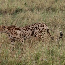 Moving Cheetah